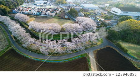 埼玉縣埼玉市見沼稻田櫻花樹的鳥瞰圖 埼玉縣埼玉市見沼稻田櫻花樹的鳥瞰圖 125946855