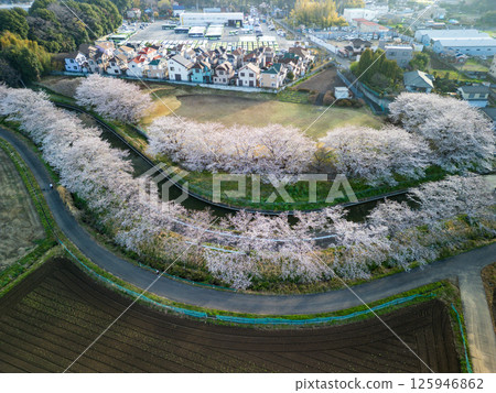 埼玉縣埼玉市見沼稻田櫻花樹的鳥瞰圖 125946862