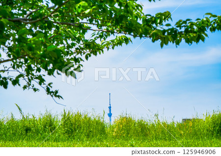 Skytree as seen from the banks of the Edogawa River in Matsudo-Yagiri 125946906