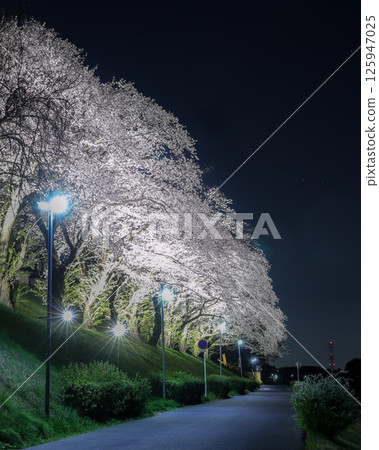 櫻花樹在晚上 125947025