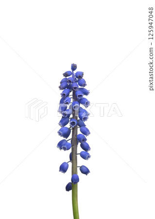 Muscari 125947048