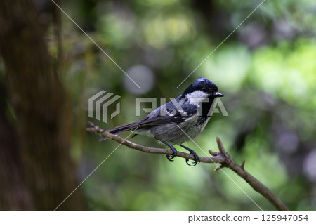 A stopover on a branch A stopover on a branch 125947054