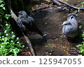 Brown-eared bulbul and Oriental turtle dove bathing 125947055