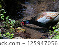 Pheasant drinking water 125947056