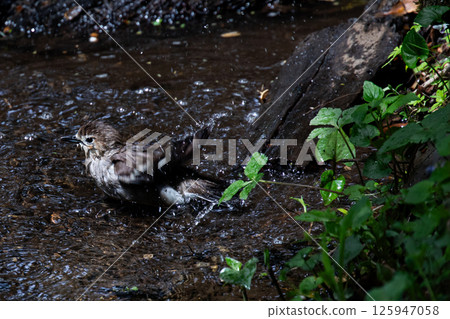 Komukuni who bathes in the water 125947058
