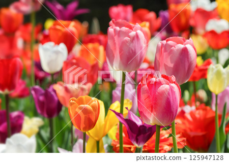 Beautiful tulip flower 125947128
