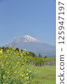 Mount Fuji from a rapeseed field 125947197