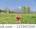 Toy poodle and Mt. Fuji 125947200