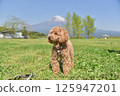 Toy poodle and Mt. Fuji 125947201