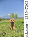 Toy poodle and Mt. Fuji 125947202