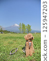 Toy poodle and Mt. Fuji 125947203