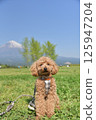 Toy poodle and Mt. Fuji 125947204
