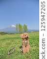 Toy poodle and Mt. Fuji 125947205