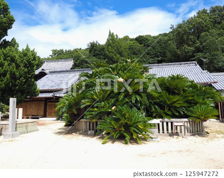 青巖寺蘇鐵【香川縣小豆島】3 青巖寺蘇鐵【香川縣小豆島】3 125947272