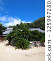 青岸寺的蘇鐵【香川縣小豆島】 125947280