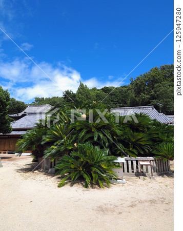 Cycads at Seiganji Temple [Shodoshima, Kagawa Prefecture] 125947280