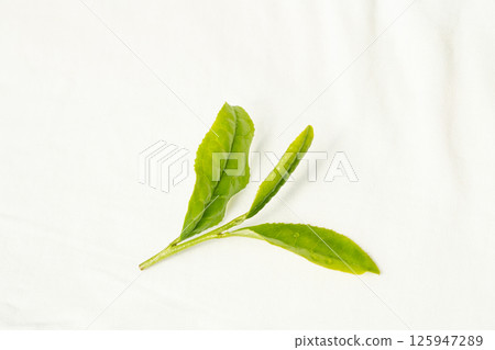 The first tea leaves that sprouted in early summer and were picked 125947289