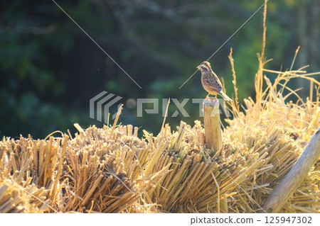 一隻雌性白喉麻雀棲息在稻架支架上 125947302