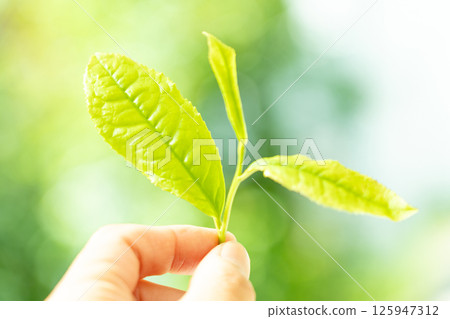 初夏發芽並採摘的第一批茶葉 125947312