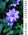 Clematis 125947440