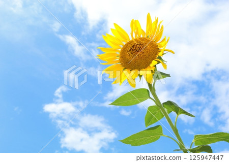 Sunflower blooming toward the sky Sunflower blooming toward the sky 125947447