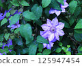 Clematis 125947454