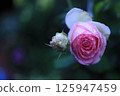Rose   125947459