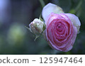 Rose   125947464