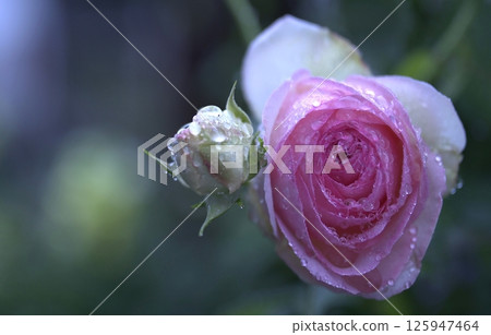 Rose   125947464