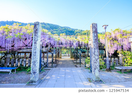黑木紫藤 黑木須佐能乎神社 福岡縣八女市 黑木紫藤 黑木須佐能乎神社 福岡縣八女市 125947534
