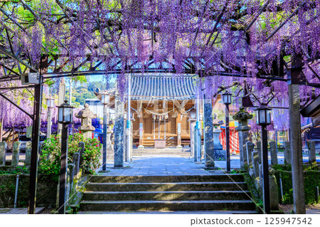 Kuroki Wisteria Kuroki Susanoo Shrine Yame City, Fukuoka Prefecture Kuroki Wisteria Kuroki Susanoo Shrine Yame City, Fukuoka Prefecture 125947542