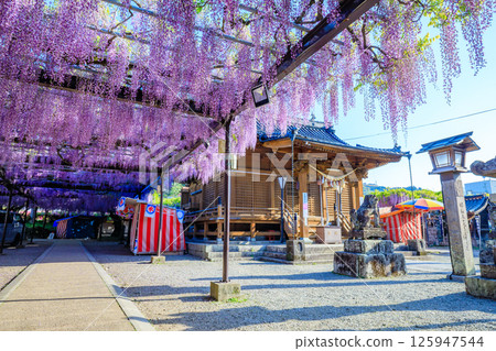 Kuroki Wisteria Kuroki Susanoo Shrine Yame City, Fukuoka Prefecture 125947544