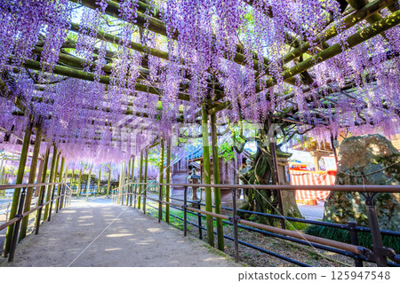 Kuroki Wisteria Kuroki Susanoo Shrine Yame City, Fukuoka Prefecture Kuroki Wisteria Kuroki Susanoo Shrine Yame City, Fukuoka Prefecture 125947548