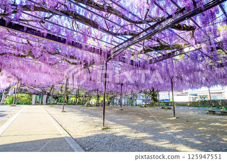 黑木紫藤 黑木須佐能乎神社 福岡縣八女市 黑木紫藤 黑木須佐能乎神社 福岡縣八女市 125947551
