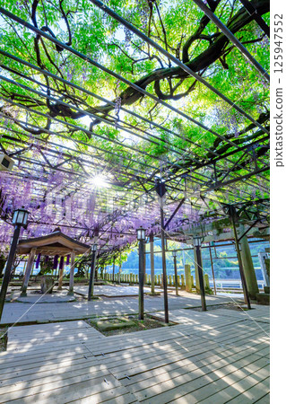 Kuroki Wisteria Kuroki Susanoo Shrine Yame City, Fukuoka Prefecture 125947552