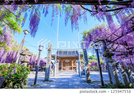 黑木紫藤 黑木須佐能乎神社 福岡縣八女市 125947558