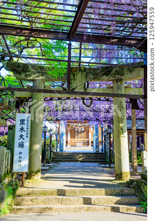 Kuroki Wisteria Kuroki Susanoo Shrine Yame City, Fukuoka Prefecture Kuroki Wisteria Kuroki Susanoo Shrine Yame City, Fukuoka Prefecture 125947559