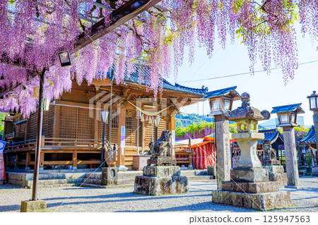 Kuroki Wisteria Kuroki Susanoo Shrine Yame City, Fukuoka Prefecture 125947563