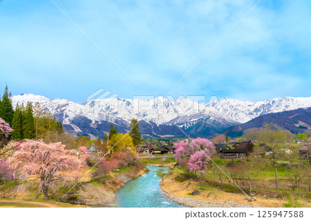 Snow still remaining in the Northern Alps and cherry blossoms at Oide Park, Hakuba Village, Nagano Prefecture 125947588