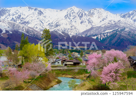 Snow still remaining in the Northern Alps and cherry blossoms at Oide Park, Hakuba Village, Nagano Prefecture 125947594