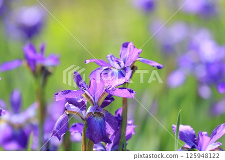 鳶尾花，鳶尾 125948122