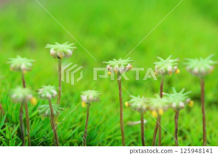 Sporangia of Marchantia polymorpha growing taller Sporangia of Marchantia polymorpha growing taller 125948141