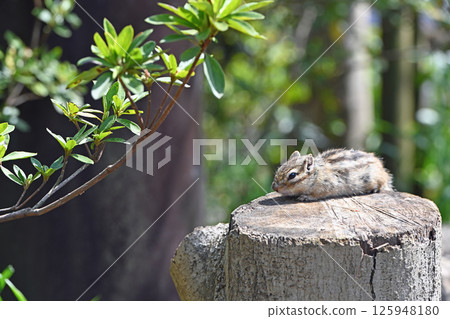 花栗鼠在樹上休息 125948180