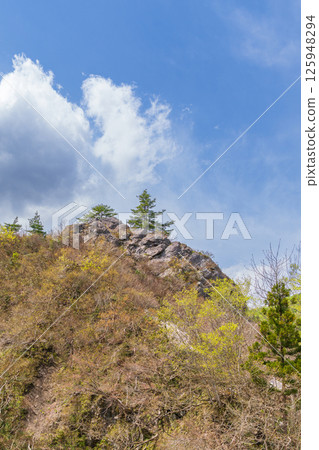 生長在岩石山上的松樹(垂直角度) 生長在岩石山上的松樹(垂直角度) 125948294