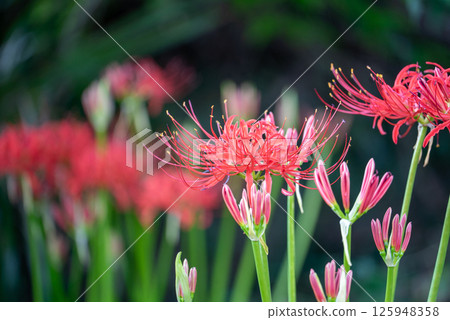 Close-up of spider lilies and spider lilies | Autumn seasonal scenery 125948358