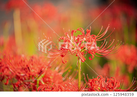 Close-up of spider lilies and spider lilies | Autumn seasonal scenery 125948359