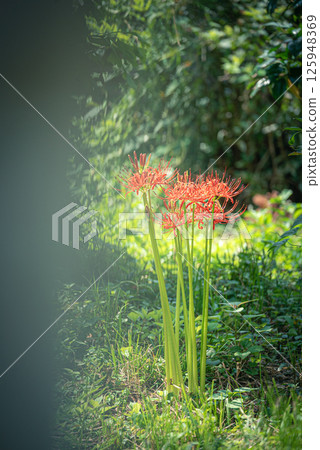 Close-up of spider lilies and spider lilies | Autumn seasonal scenery Close-up of spider lilies and spider lilies | Autumn seasonal scenery 125948369