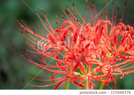 Close-up of spider lilies and spider lilies | Autumn seasonal scenery 125948376