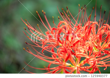 Close-up of spider lilies and spider lilies | Autumn seasonal scenery 125948377