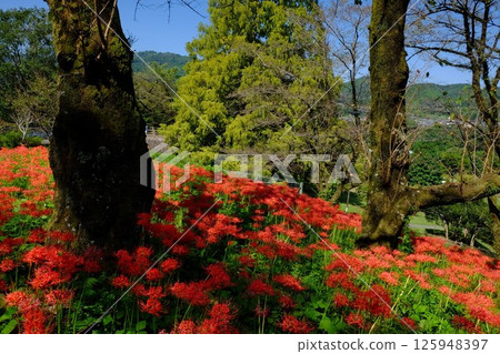 Red spider lilies blooming on a hill [Tsukui, Sagamihara City, October] 125948397